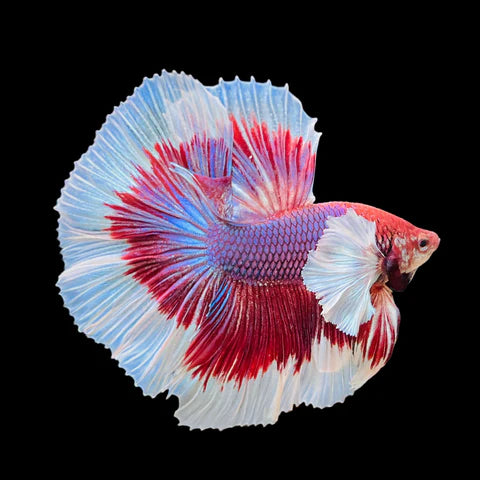 Veaha Fish Veil Betta, Male - Colorful & Hardy Tropical Fish