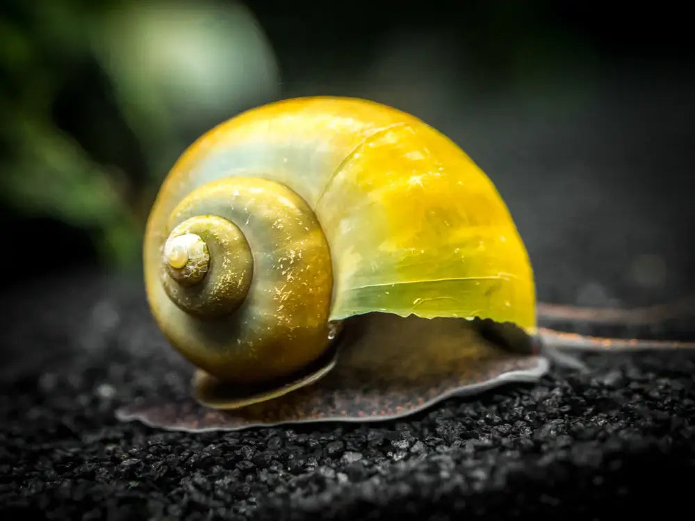 Mystery Snail.