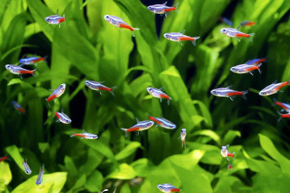 Neon Tetra Captive Breed.