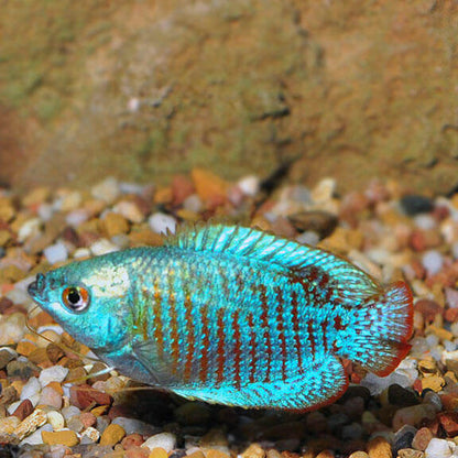 Powder Blue Gourami.