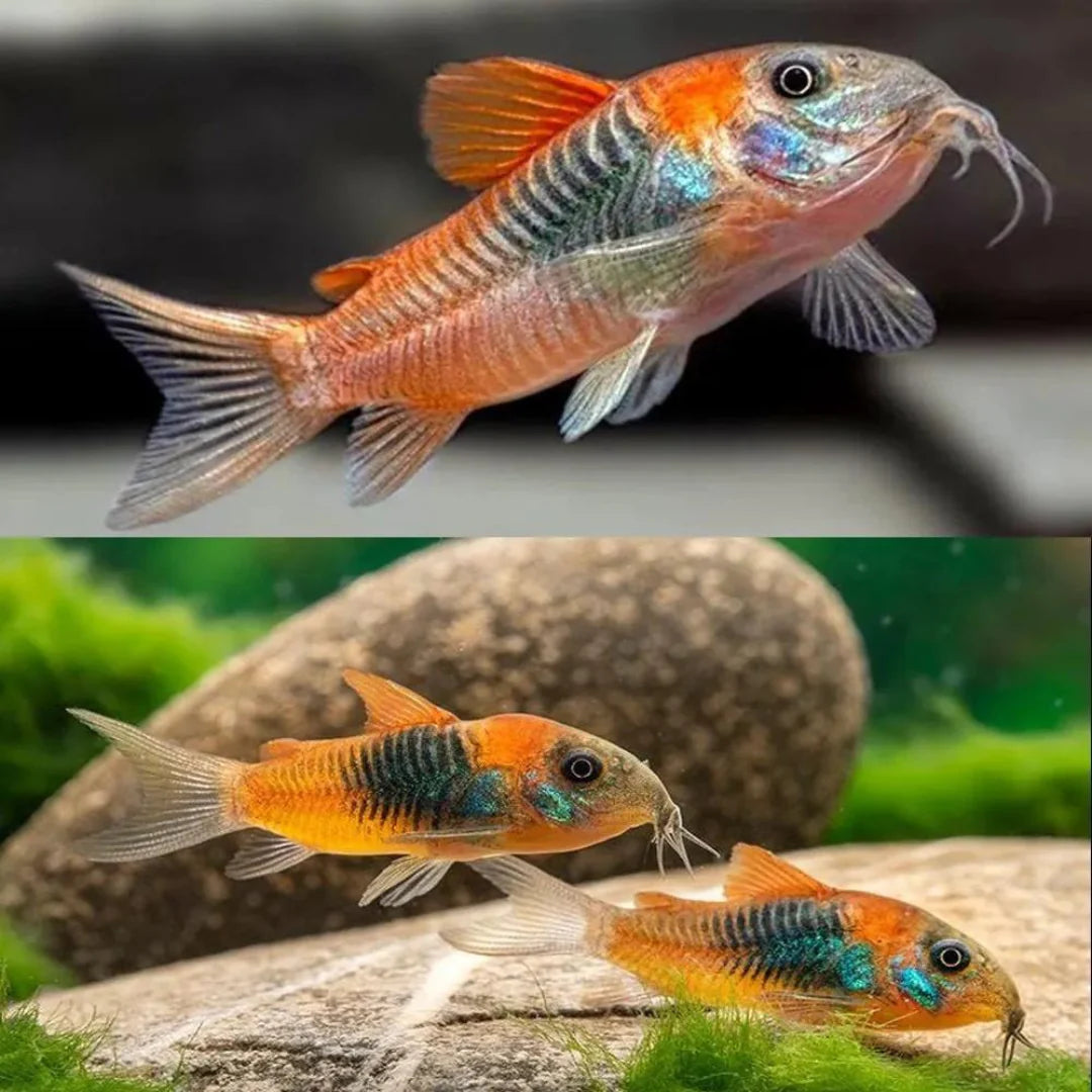 Orange Venezuelan Cory