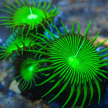 Nuclear Green Palythoas