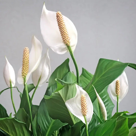 Peace lily