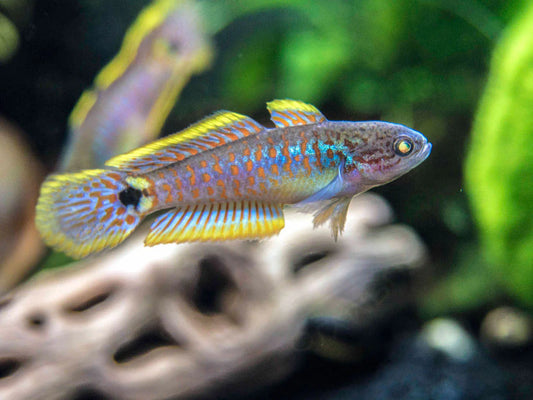 Peacock Gudgeon