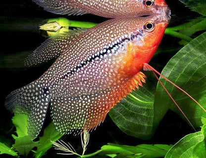 Pearl Gourami (Trichogaster leeri)