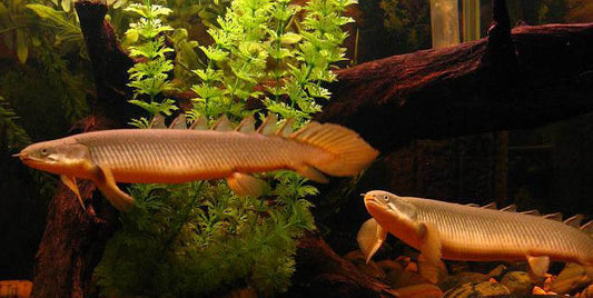 Senegalus Bichir