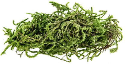 Green Sphagnum Moss