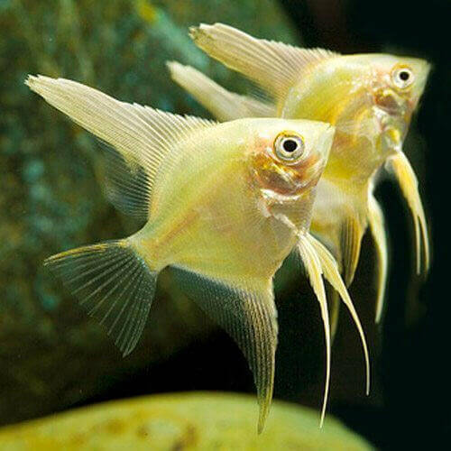 Captive-Bred Gold Angelfish.