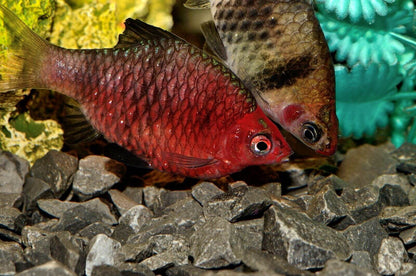 Black Ruby Barb (Purple-Headed Barb)