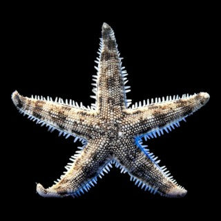 Sand Sifting Sea Star