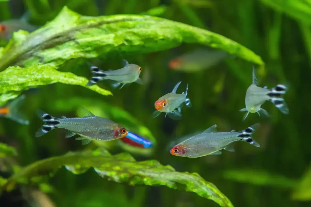 Rummynose Tetra Captive-Bred