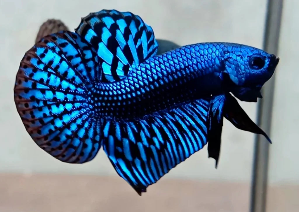 Viel Fish Veil Betta, Male - Colorful & Hardy Tropical Fish