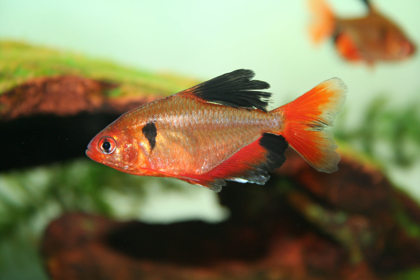 Red Serpae Tetra