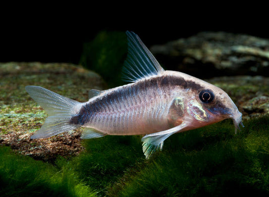 Skunk Cory Cat