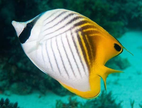 Auriga Butterflyfish