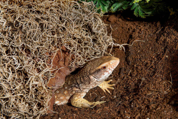 Spanish Moss Mini Bag