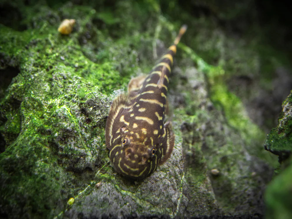Hillstream Loach