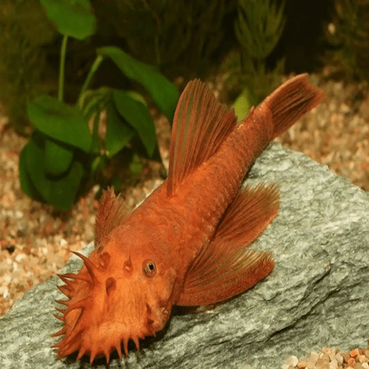 Super Red Bristlenose Pleco