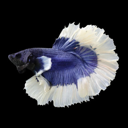 Betta, Male