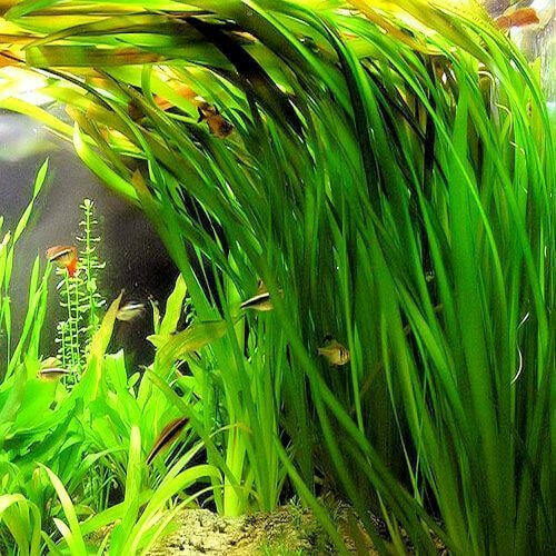 Jungle Vallisneria.