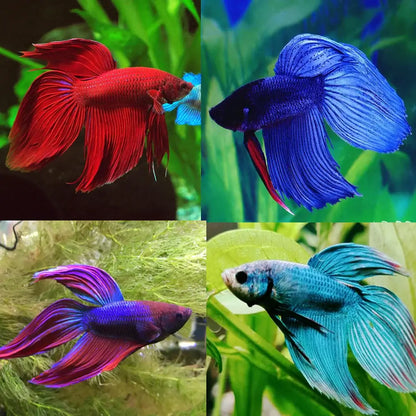 Veil Betta, Male.