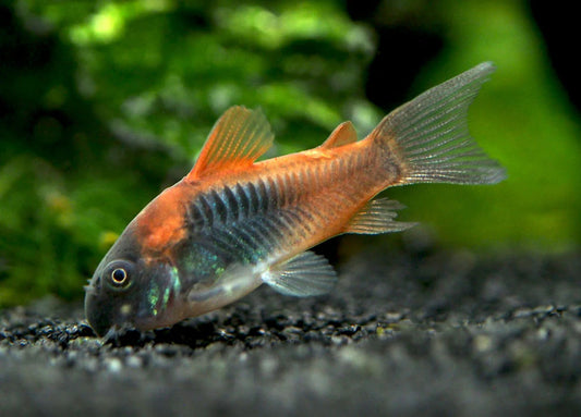 Orange Venezuelan Cory
