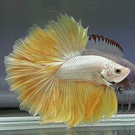 Golden Dragon Betta