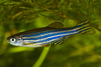 Danios