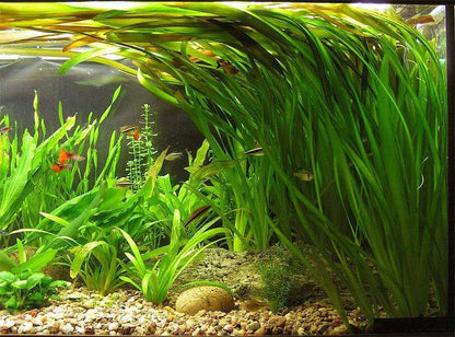 Jungle Vallisneria.