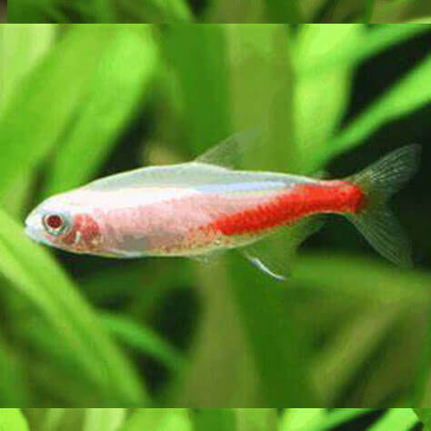 Neon Tetra Albino Captive Breed.