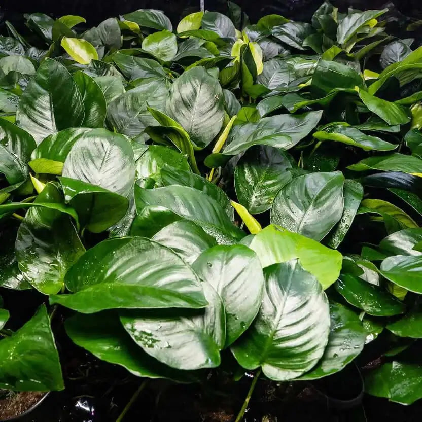 Anubias Barteri