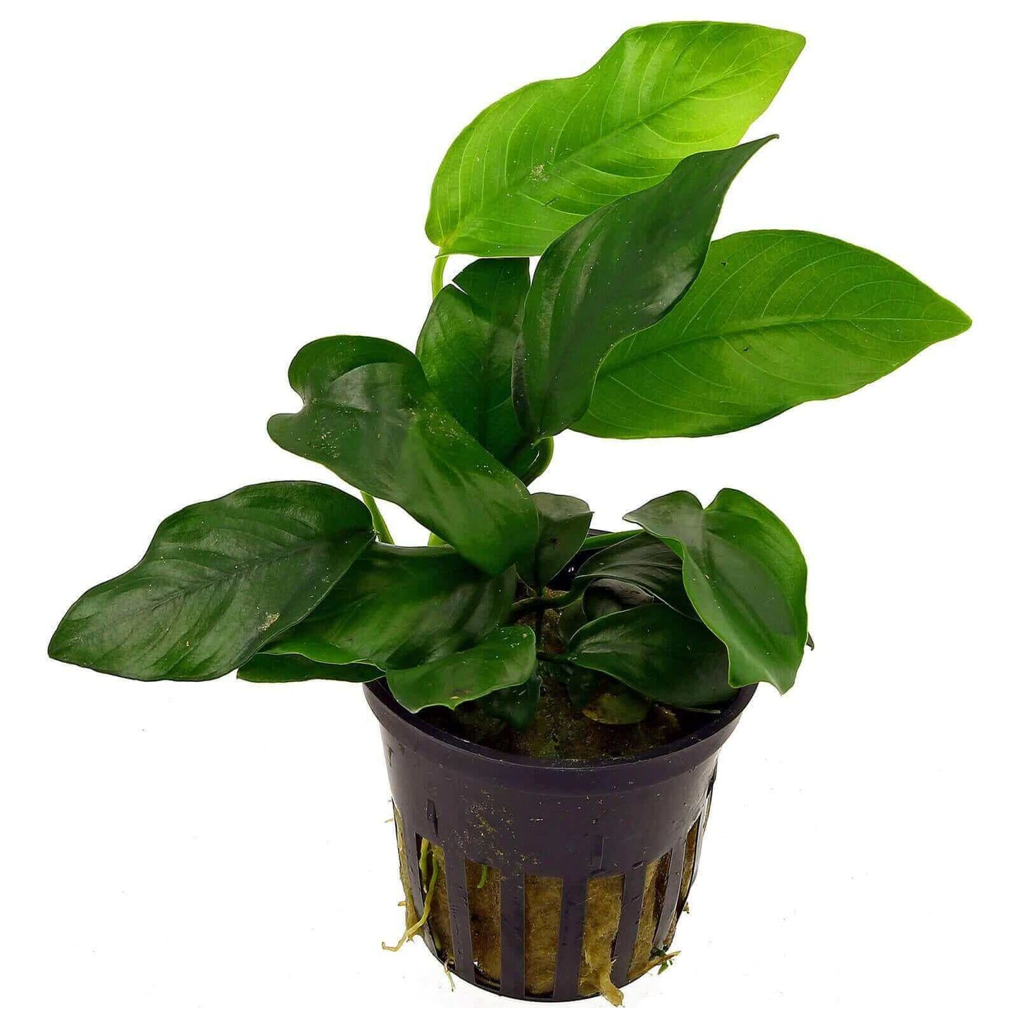 Anubias Nana.