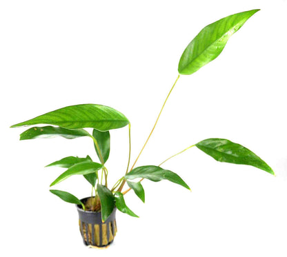 Anubias Frazeri