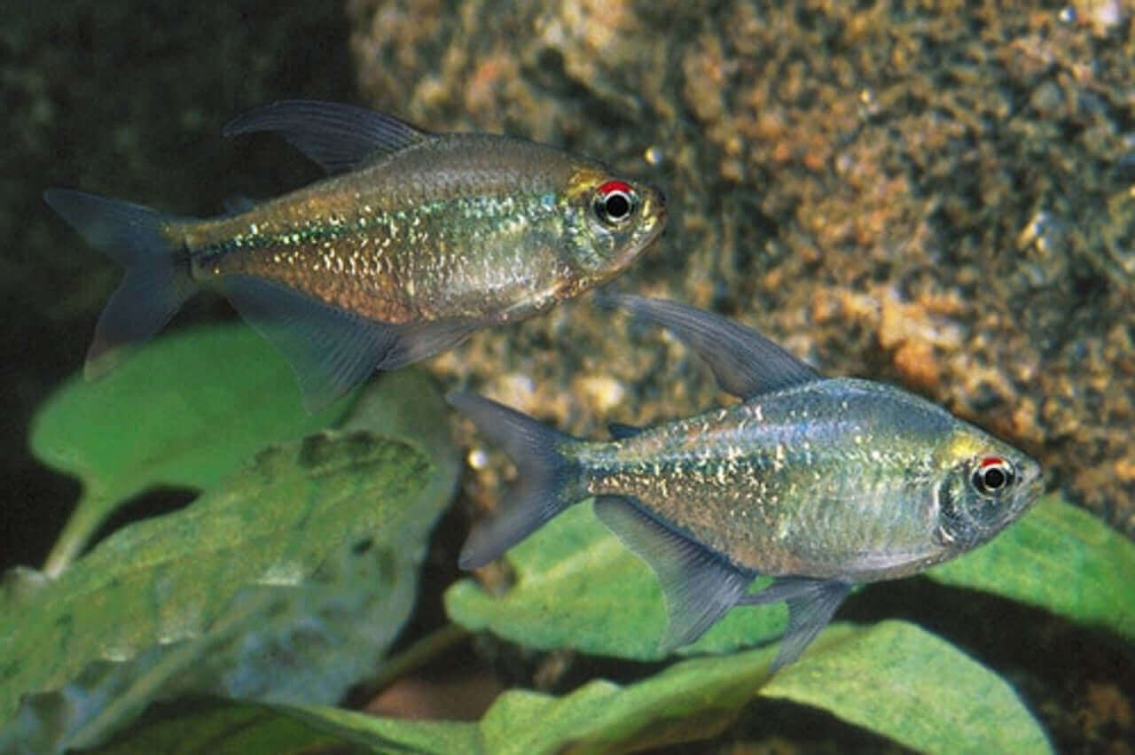 Diamond Tetra