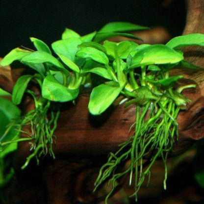 Anubias Nana.