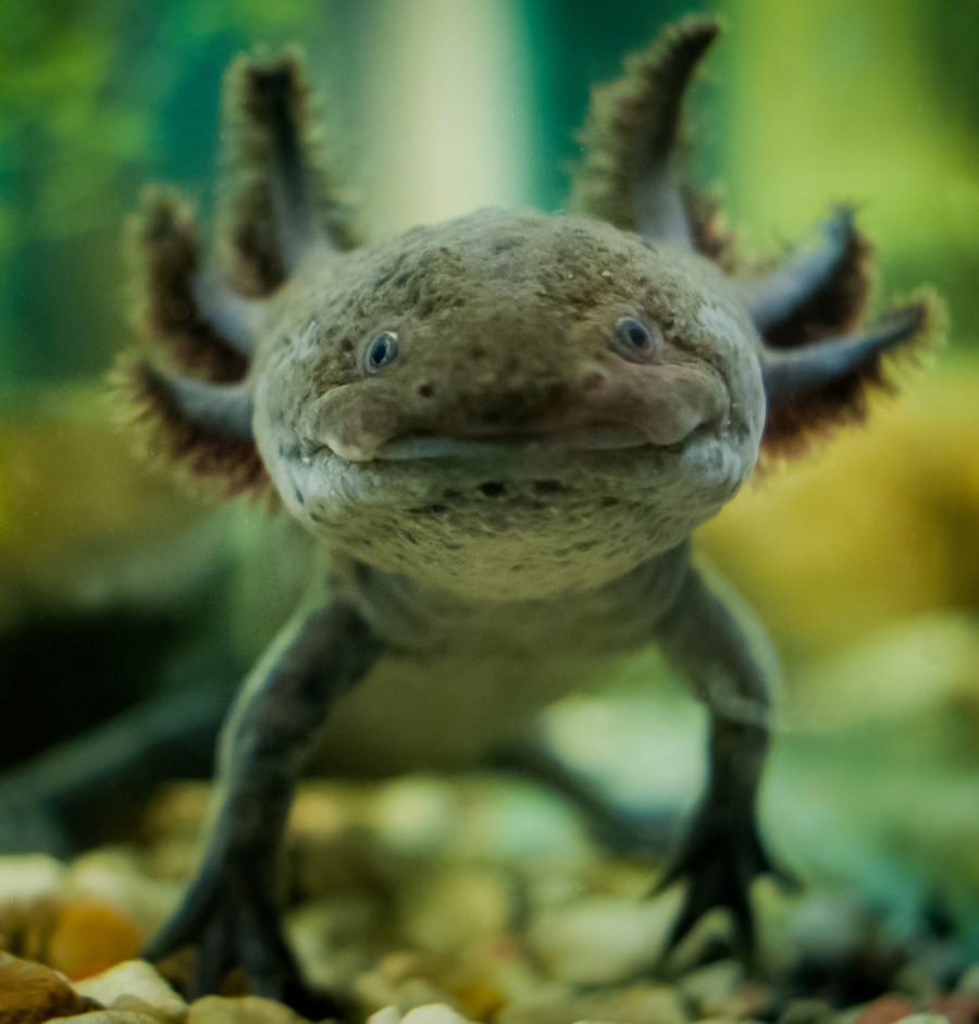 Axolotl