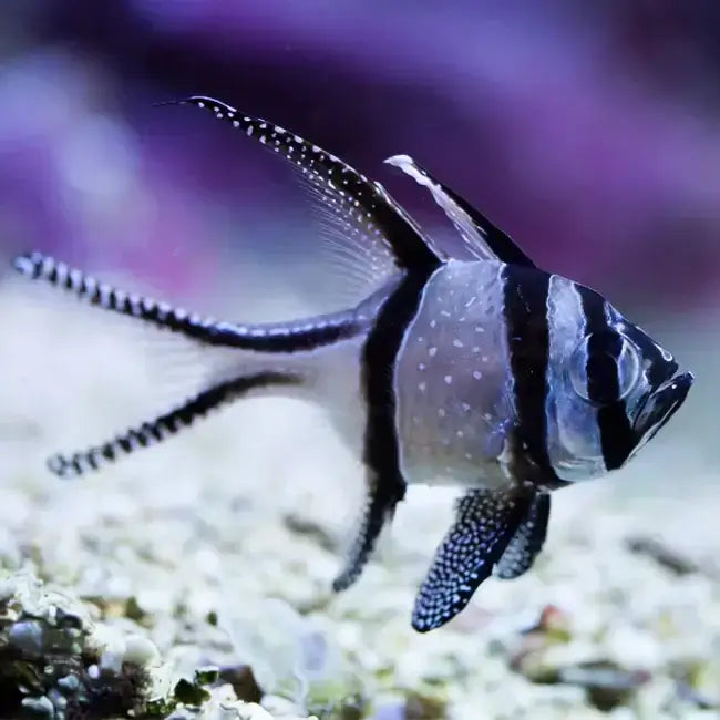 Banggai cardinalfish