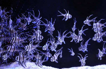 Banggai cardinalfish