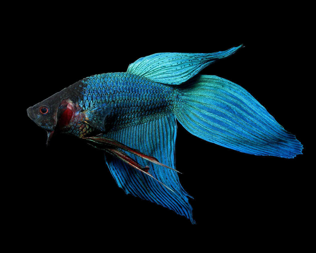 Veil Betta, Male.