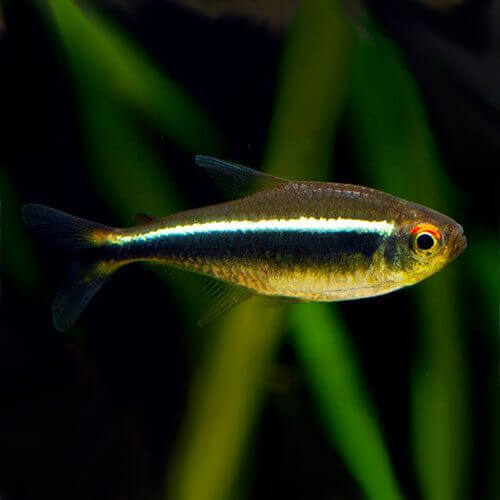 Black Neon Tetra