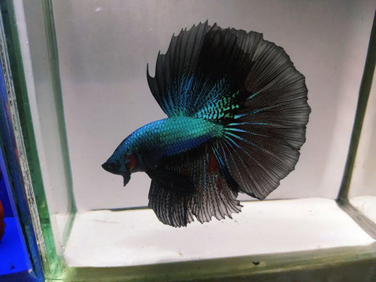 Black Orchid Betta