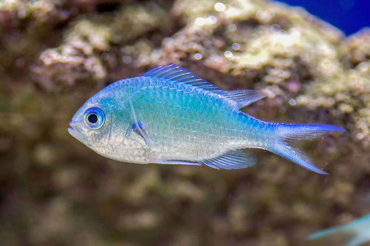 Green Reef Chromis