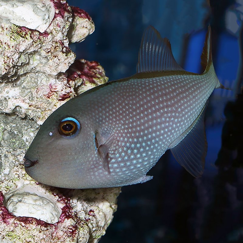 Blue Throat Triggerfish