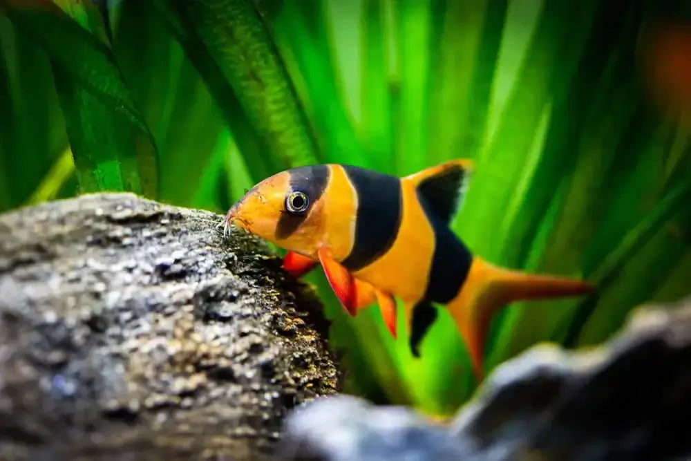 Clown Loach.