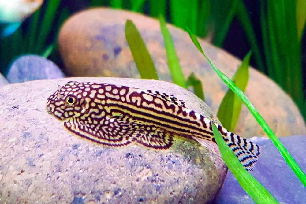 Reticulated Hillstream Loach