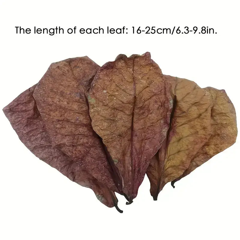 Cattapa Almond Leaves for Aquariums 3 Pack.