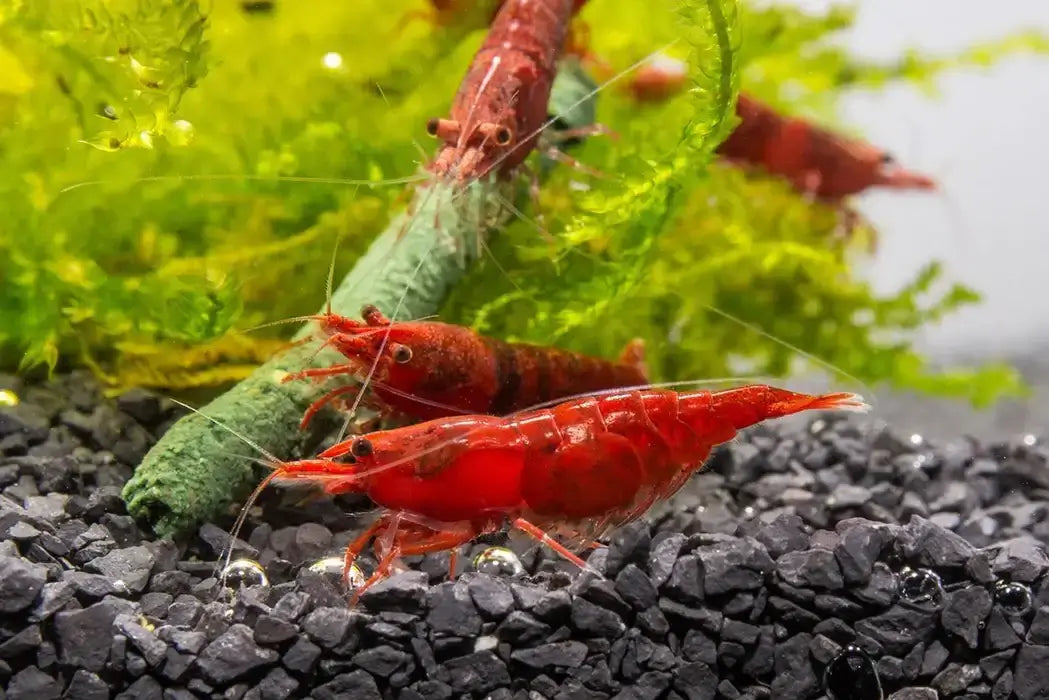 Cherry shrimp.