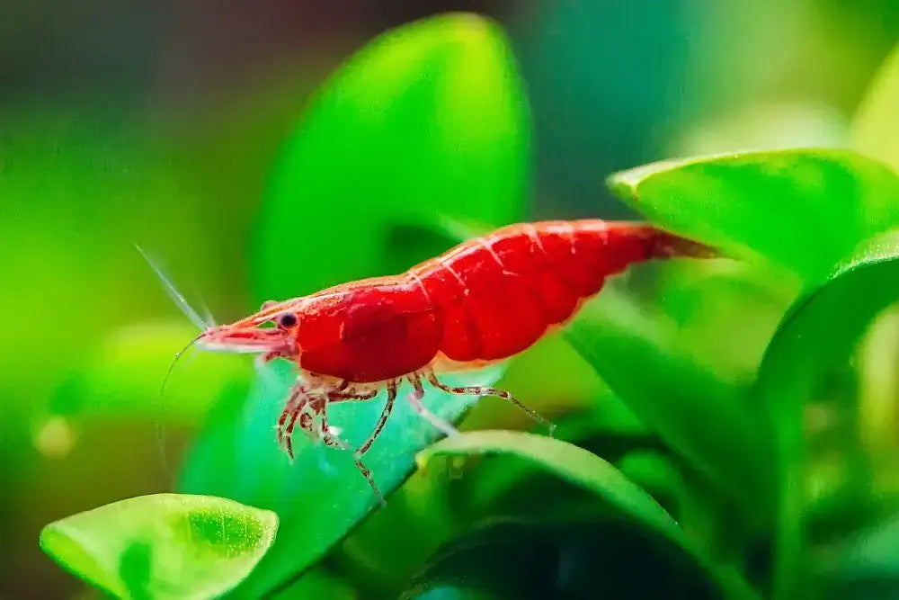 Cherry shrimp.