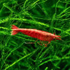 Red Cherry Shrimp