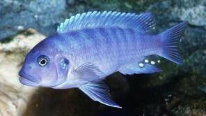 Blue Zebra Mbuna Cichild.